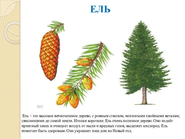 ЕЛЬ Ель – это высокое вечнозеленое дерево, с ровным стволом,