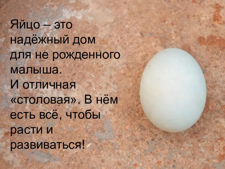 Яйцо – это надёжный дом для не рожденного малыша. И
