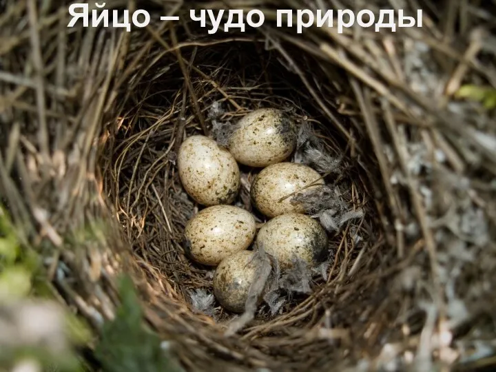 Яйцо – чудо природы