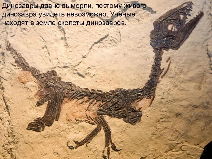 Динозавры давно вымерли, поэтому живого динозавра увидеть невозможно. Учёные находят в земле скелеты динозавров.