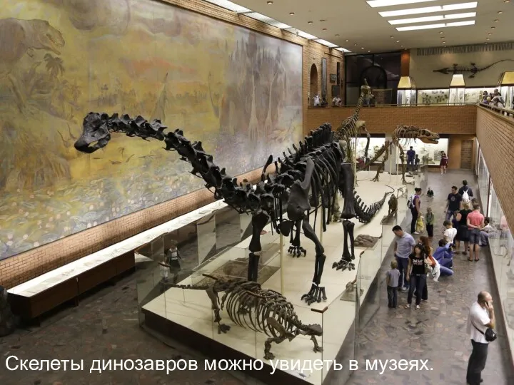 Скелеты динозавров можно увидеть в музеях.