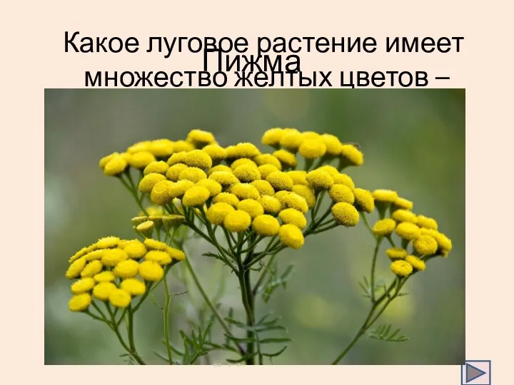 Какое луговое растение имеет множество желтых цветов – пуговок? Пижма