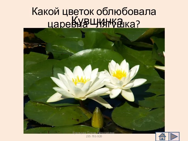 Какой цветок облюбовала царевна –лягушка? Кувшинка Кравцова Елена Николаевна, 235-703-920