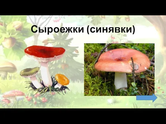 Сыроежки (синявки)