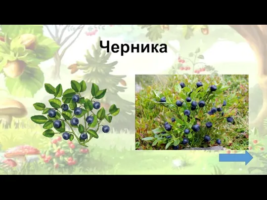 Черника