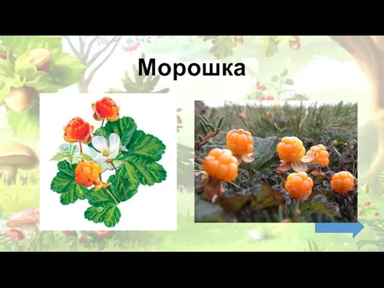 Морошка