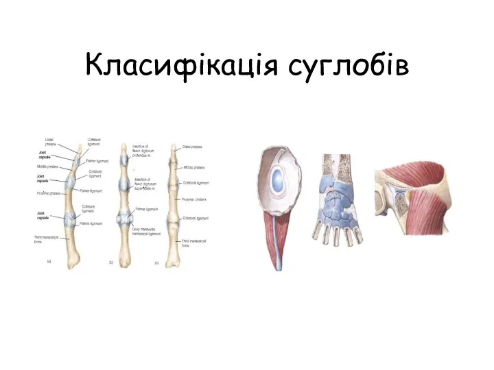 Класифікація суглобів