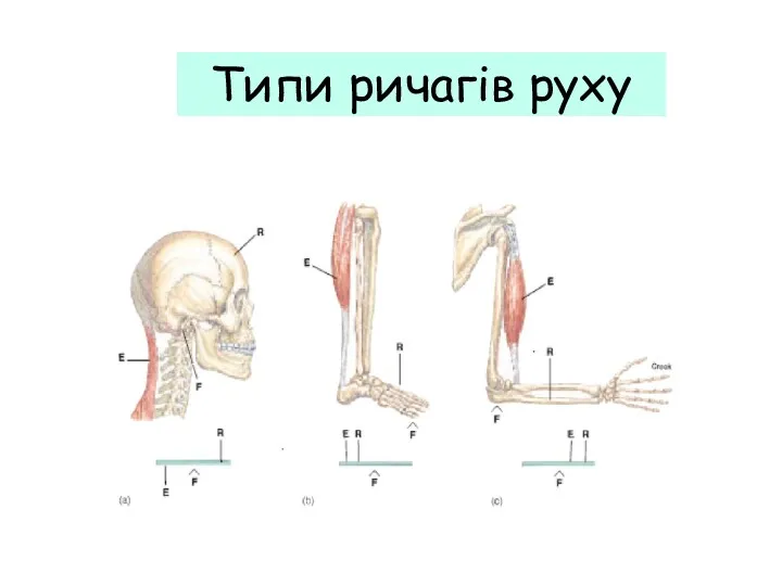 Типи ричагів руху