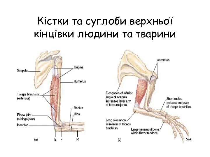 Кістки та суглоби верхньої кінцівки людини та тварини