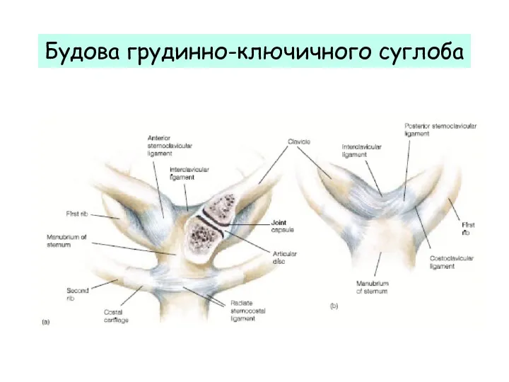 Будова грудинно-ключичного суглоба