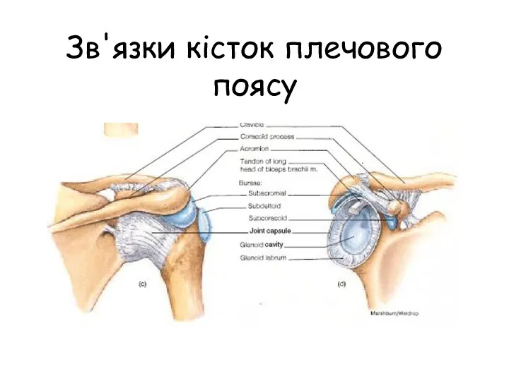 Зв'язки кісток плечового поясу