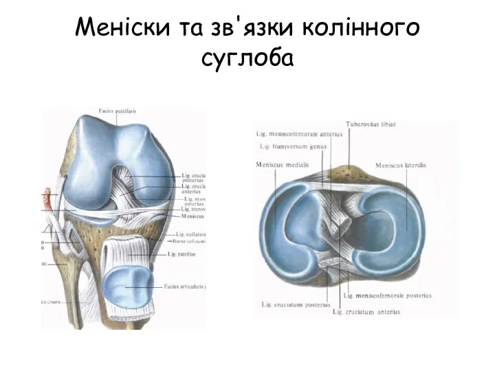 Меніски та зв'язки колінного суглоба