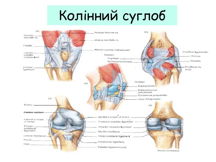 Колінний суглоб