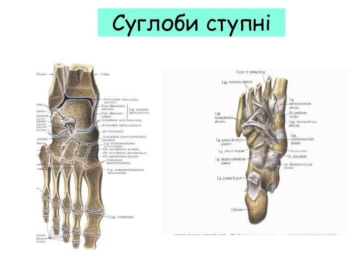 Суглоби ступні