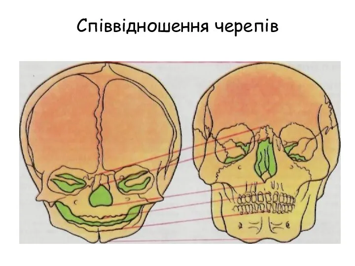Співвідношення черепів