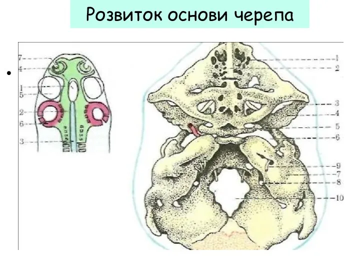 Розвиток основи черепа