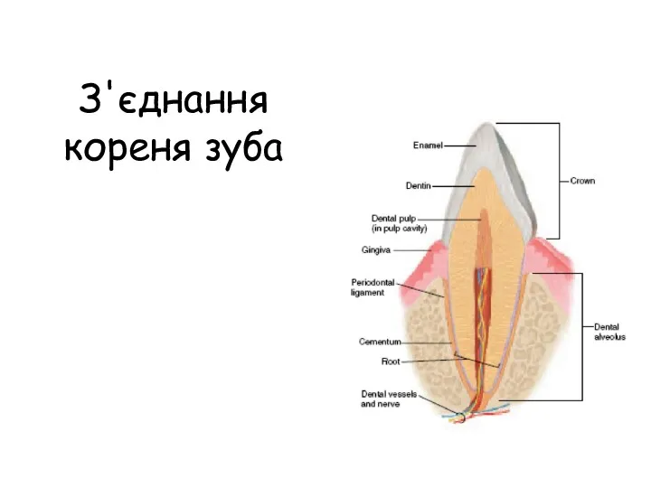 З'єднання кореня зуба