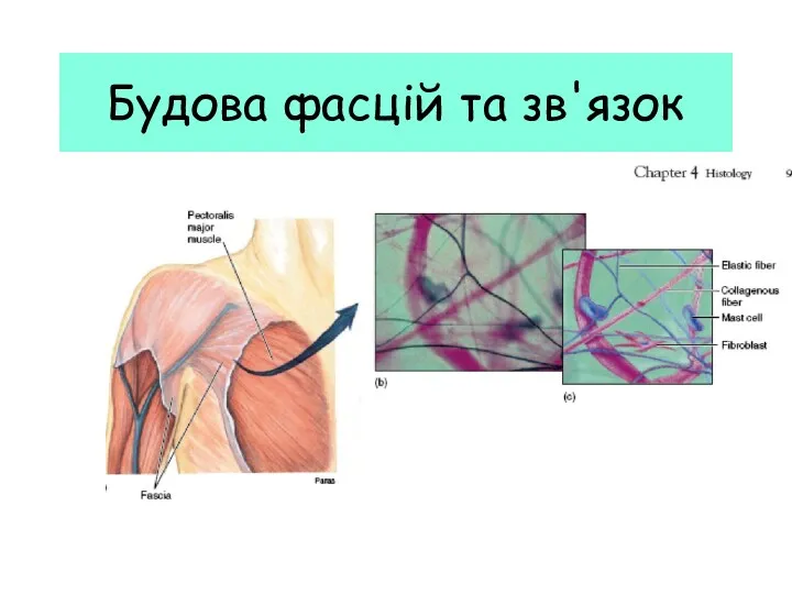 Будова фасцій та зв'язок