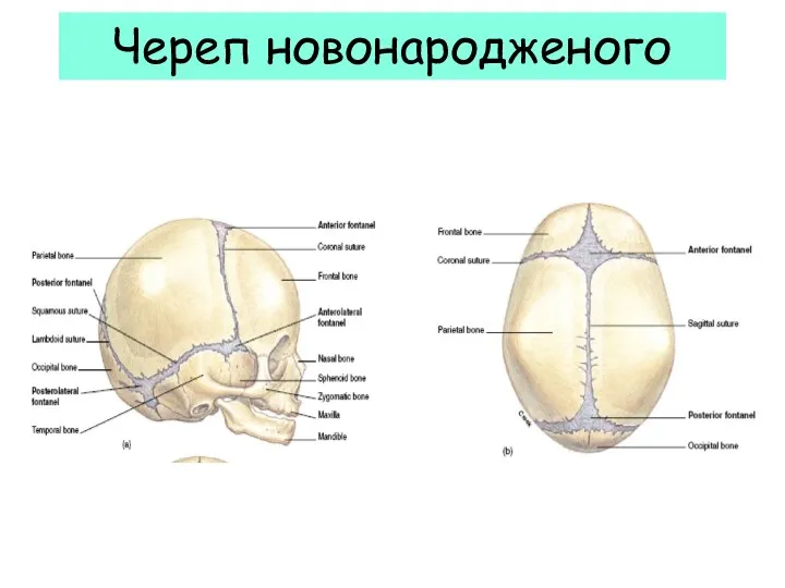 Череп новонародженого