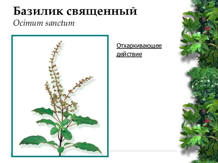 Базилик священный Ocimum sanctum Отхаркивающее действие