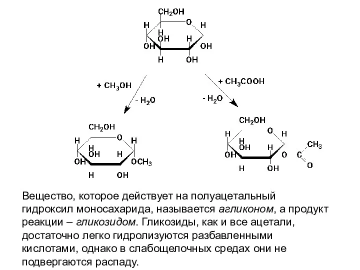 Вещество, которое действует на полуацетальный гидроксил моносахарида, называется агликоном, а