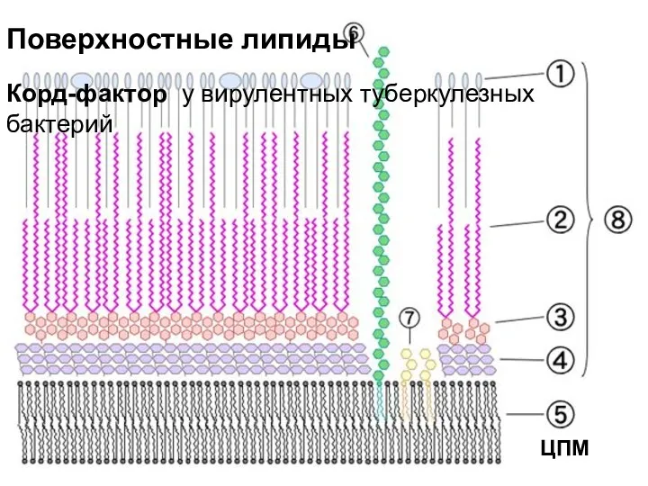 Корд-фактор у вирулентных туберкулезных бактерий ЦПМ Поверхностные липиды