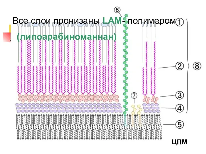 Все слои пронизаны LAM- полимером (липоарабиноманнан) ЦПМ