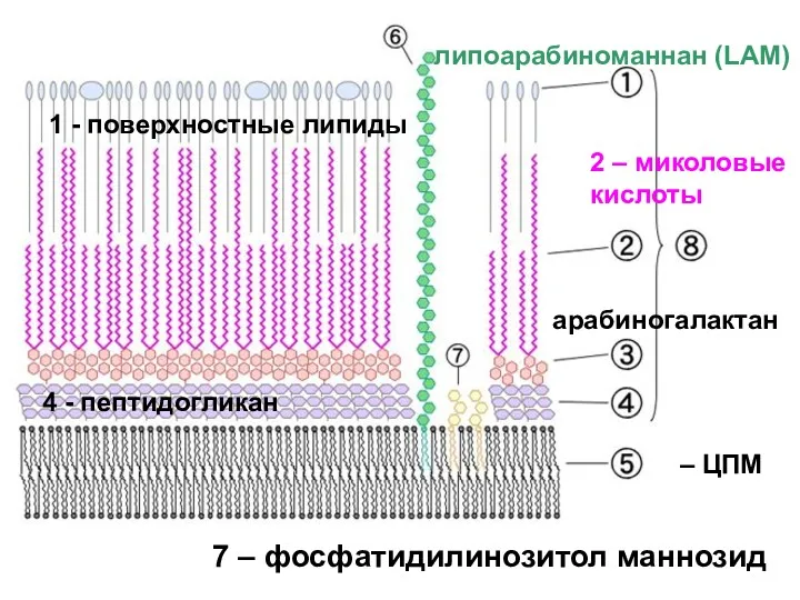 1 - поверхностные липиды 2 – миколовые кислоты 4 -