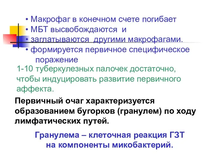 1-10 туберкулезных палочек достаточно, чтобы индуцировать развитие первичного аффекта. Макрофаг