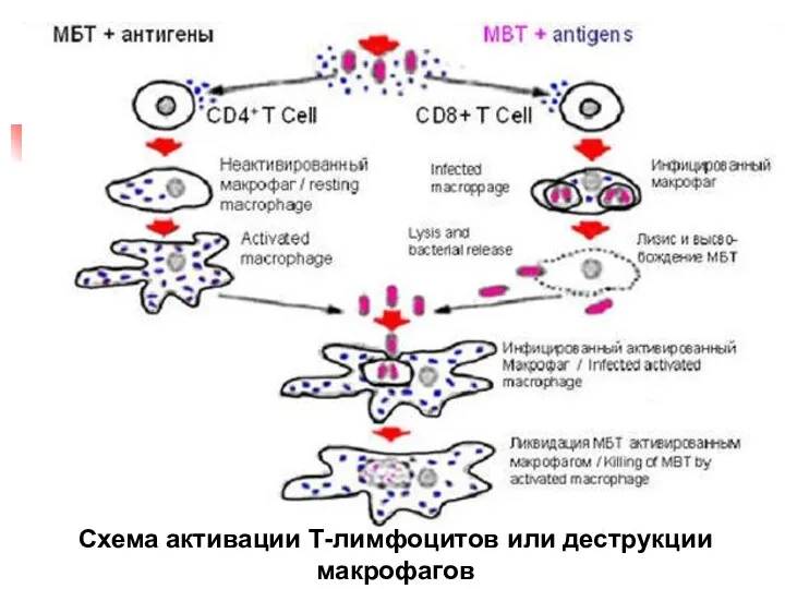 Схема активации Т-лимфоцитов или деструкции макрофагов