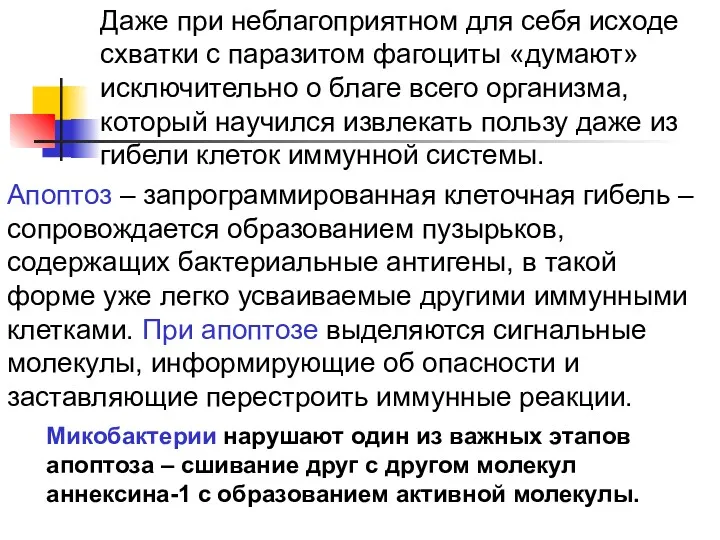 Апоптоз – запрограммированная клеточная гибель – сопровождается образованием пузырьков, содержащих