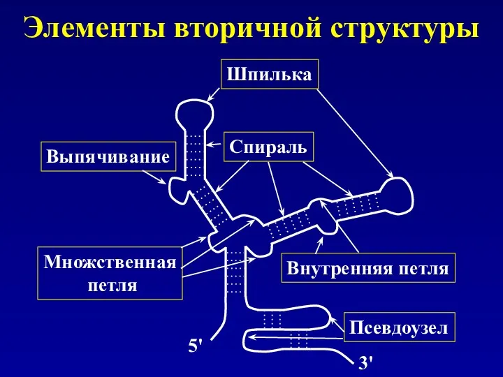 Элементы вторичной структуры Шпилька Спираль Внутренняя петля Множственная петля Выпячивание Псевдоузел 5' 3'