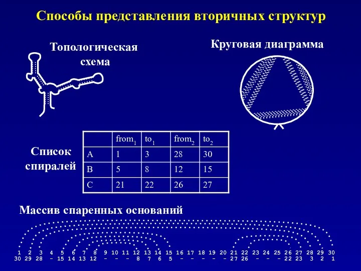 Способы представления вторичных структур Топологическая схема Круговая диаграмма Массив спаренных оснований Список спиралей