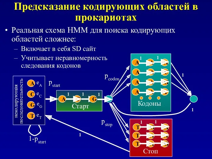 Предсказание кодирующих областей в прокариотах Реальная схема HMM для поиска