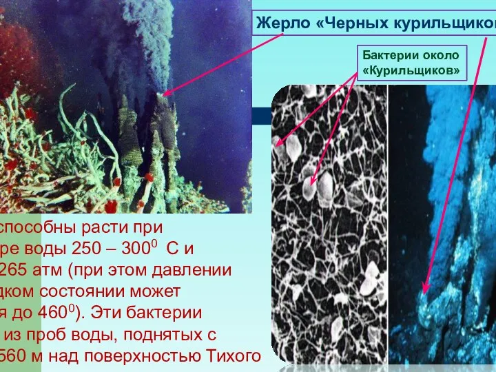 Бактерии способны расти при температуре воды 250 – 3000 С