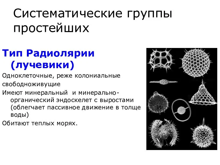 Систематические группы простейших Тип Радиолярии (лучевики) Одноклеточные, реже колониальные свободноживущие