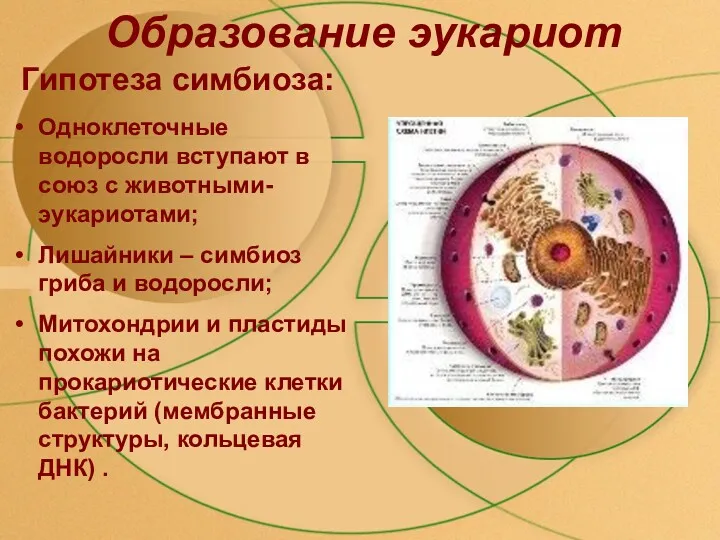 Образование эукариот Одноклеточные водоросли вступают в союз с животными-эукариотами; Лишайники