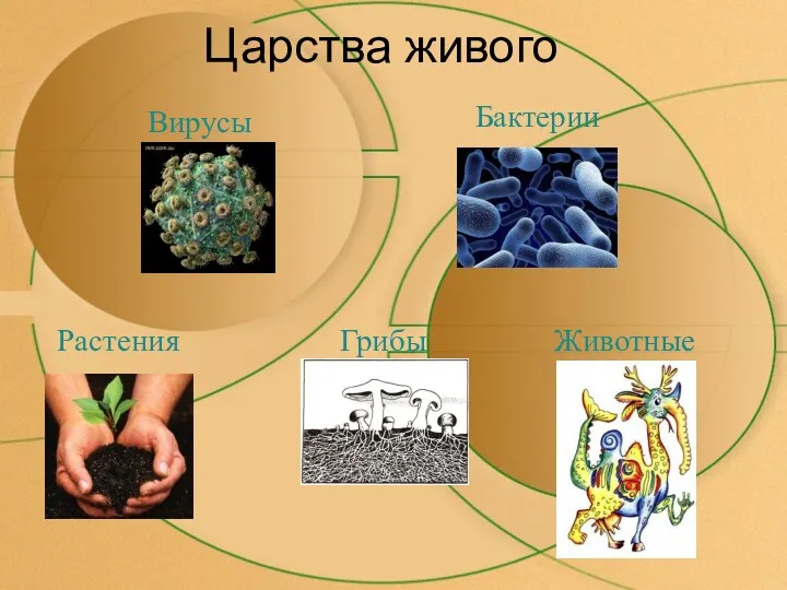 Царства живого Бактерии Вирусы Растения Грибы Животные