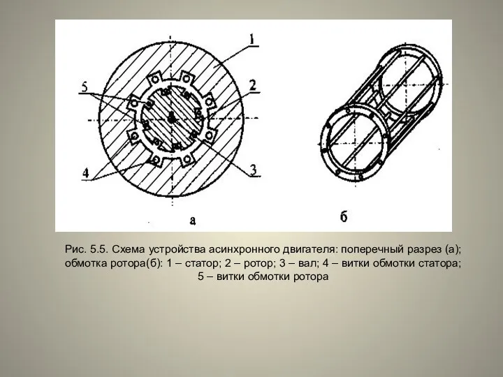 Рис. 5.5. Схема устройства асинхронного двигателя: поперечный разрез (а); обмотка ротора(б): 1 –