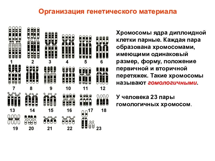 Хромосомы ядра диплоидной клетки парные. Каждая пара образована хромосомами, имеющими