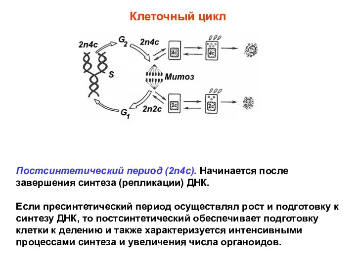 Клеточный цикл Постсинтетический период (2n4c). Начинается после завершения синтеза (репликации)