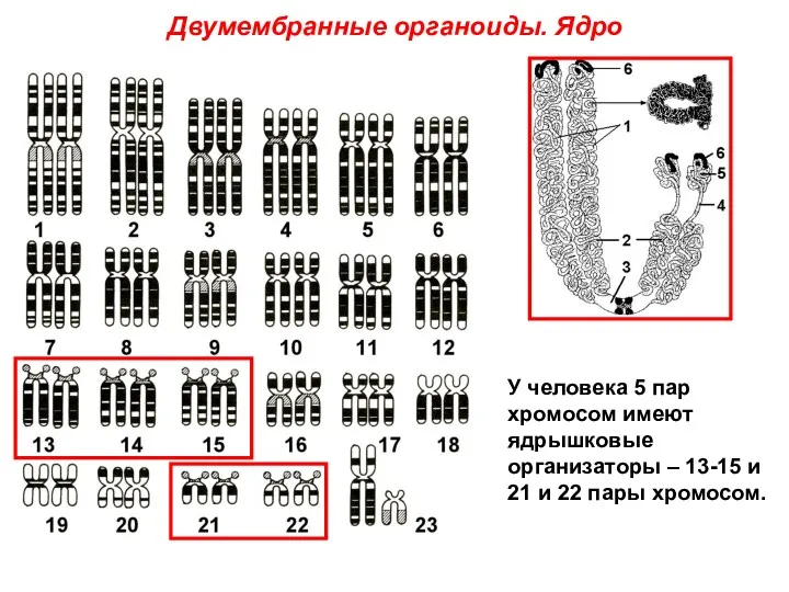 Двумембранные органоиды. Ядро У человека 5 пар хромосом имеют ядрышковые