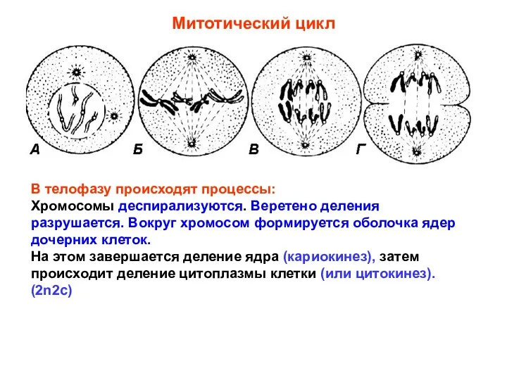 В телофазу происходят процессы: Хромосомы деспирализуются. Веретено деления разрушается. Вокруг