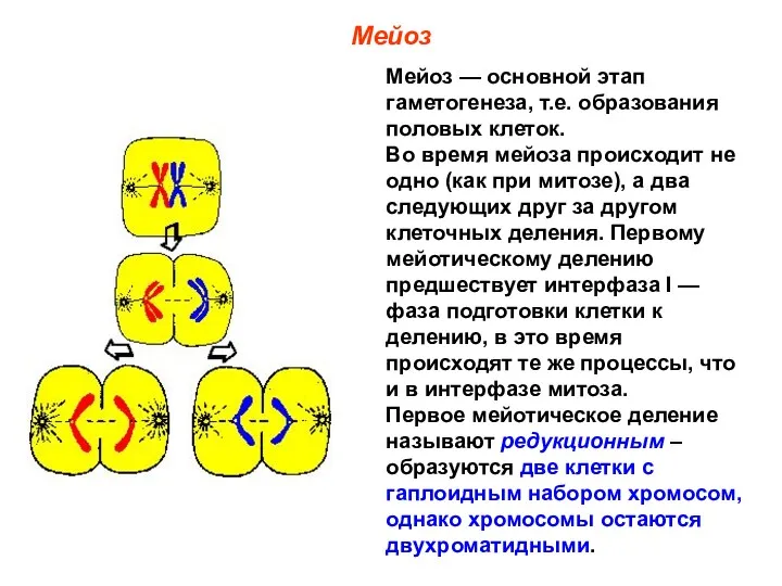 Мейоз Мейоз — основной этап гаметогенеза, т.е. образования половых клеток.