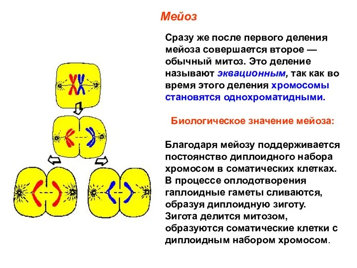 Мейоз Сразу же после первого деления мейоза совершается второе —