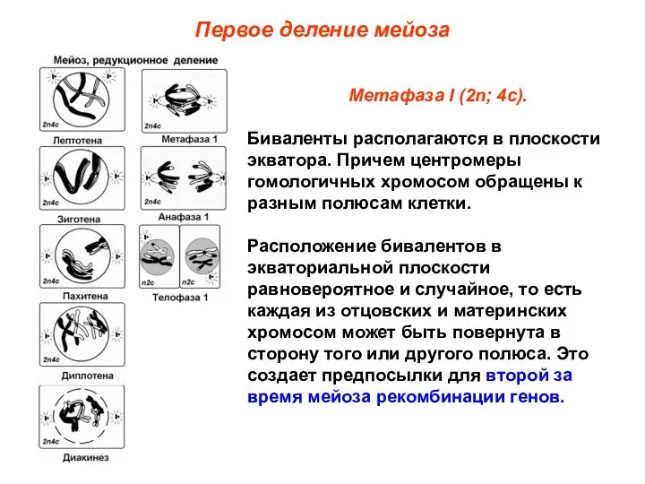 Первое деление мейоза Метафаза I (2n; 4с). Биваленты располагаются в