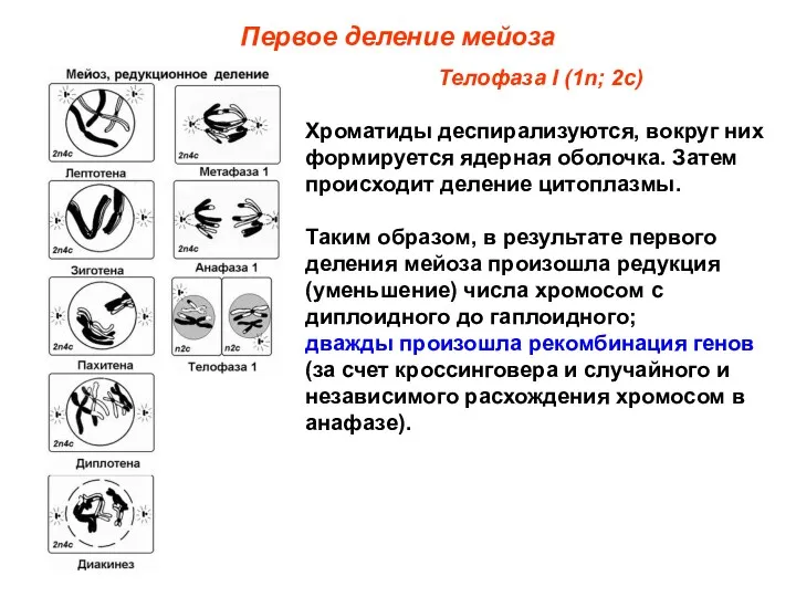 Первое деление мейоза Телофаза I (1n; 2с) Хроматиды деспирализуются, вокруг