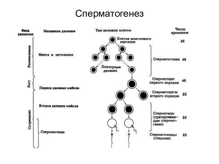 Сперматогенез