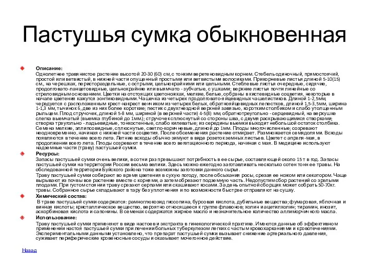 Пастушья сумка обыкновенная Описание: Однолетнее травянистое растение высотой 20-30 (60)