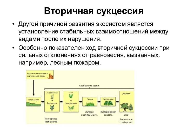 Вторичная сукцессия Другой причиной развития экосистем является установление стабильных взаимоотношений